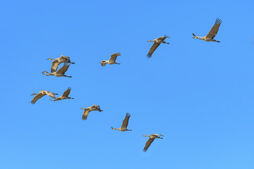Migrating Greater Sandhill Cranes in Monte Vista, Colorado