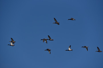a flock of mallard ducks