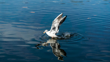 seagull gets food from the surface of the water