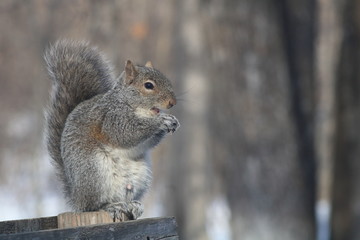 Funny Eastern Gray Squirrel (Sciurus carolinensis) sitting on a fence eating an acorn with mouth open