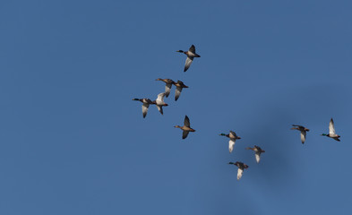 a flock of mallard ducks