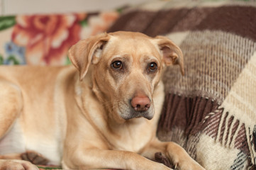 Labrador retriever on sofa bed