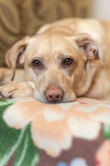 Labrador retriever on sofa bed