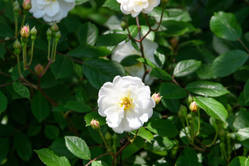 Close up of one large and delicate white rose in full bloom in a summer garden, in direct sunlight, with blurred green leaves in the background