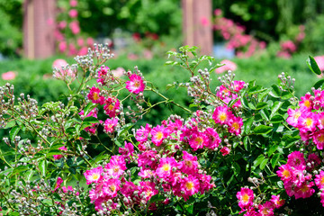 Fototapeta na wymiar Large green bush with fresh vivid pink roses and green leaves in a garden in a sunny summer day, beautiful outdoor floral background photographed with soft focus