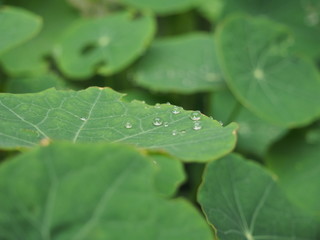 Round drops of water on the green leaves of nasturtium.