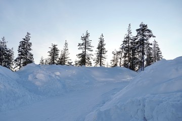 Fototapeta na wymiar 雪と木（フィンランド）