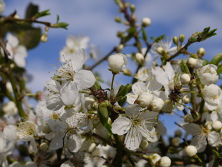 Obraz premium Blütentraum