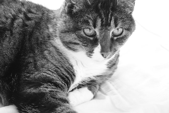 「Katzenaugen」の画像 - 3,520 件の Stock 写真、ベクターおよびビデオ | Adobe Stock 「Katzenaugen」の画像 - 3,520 件の Stock 写真、ベクターおよびビデオ | Adobe Stock