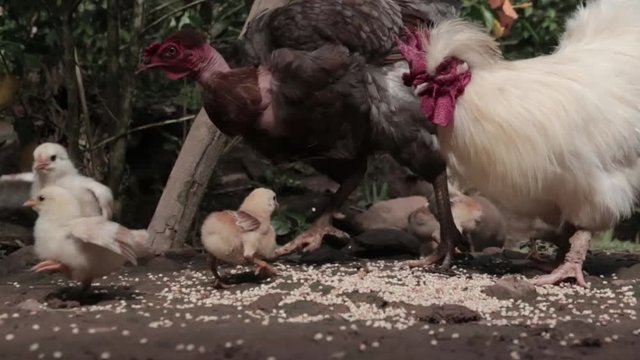 Familia 