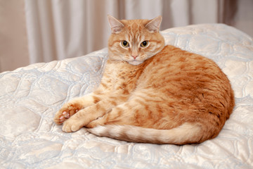 Fototapeta na wymiar cat lying on bed