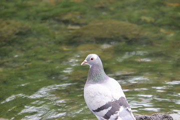 pigeon in the park