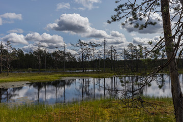 Wooden boardwalk through beautiful forest and swamp. Estonia