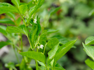 Flowering Bush red hot chili pepper. Blooming bitter pepper Bush close up