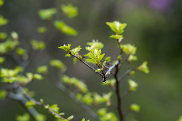 Tree branches with new leaves in a city park on a sunny spring day.