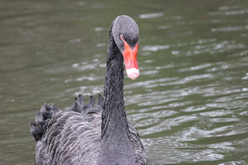 Fototapeta premium swan on lake