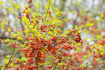 Last year's berries and young leaves on tree branches in early spring.