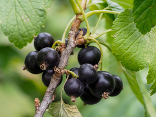 Sprig of black currant with ripe berries. Ripe berries on a black currant Bush