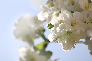 blossoming apple tree close-up on a sunny day on a blurry sky background