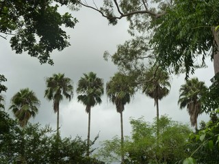 Palmen, palm trees, Dschungel