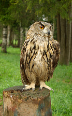 Owl with large orange eyes