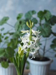 Young plant geocint with green leaves and white flowers on the window with other home plants.In everyday life.