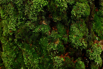 Green moss texture background on wood