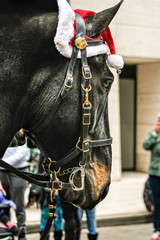 Horse Wearing Santa Hat in Christmas Parade on St. Charles Avenue in New Orleans, LA, USA