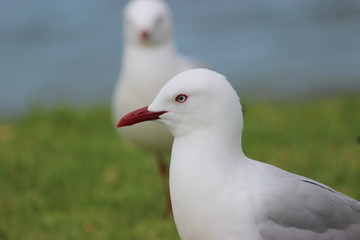 bird closup