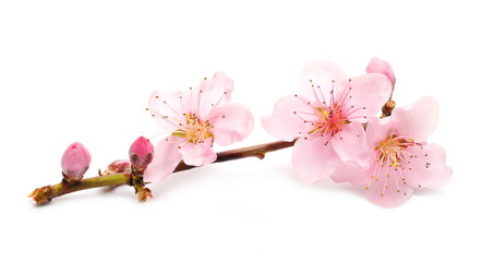 Spring flowers isolated on white, with clipping path
