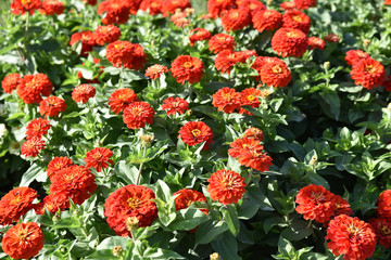 Zinnia rouge au jardin en été