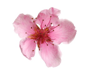 Spring flower peach isolated on white, with clipping path