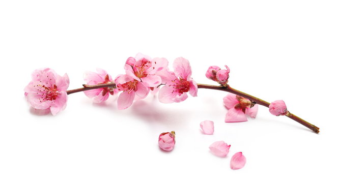 Spring flowers isolated on white, with clipping path