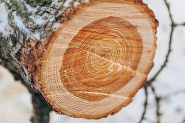 a cut of a sawn round tree, a view of the annual rings at the cut