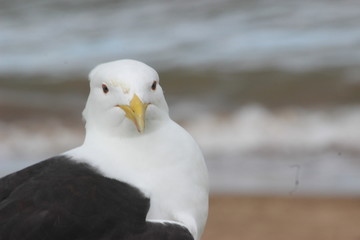 portrait of a seagull