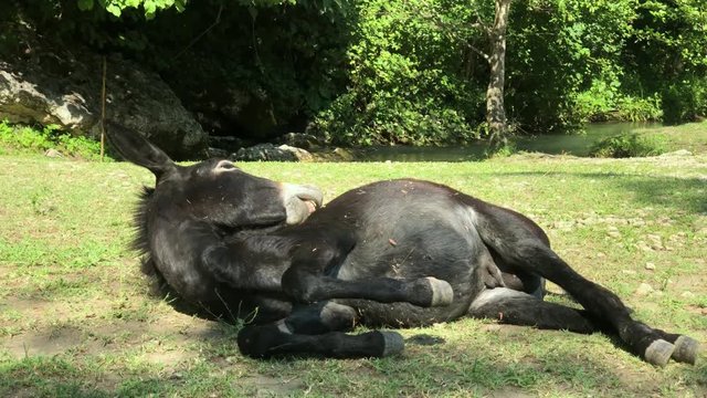 A black donkey lies in a meadow on a Sunny clear day against the background of a mountain river.
