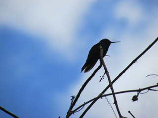 Colibrí azul © Maribel