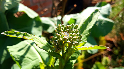 빗방울 맺힌 유채