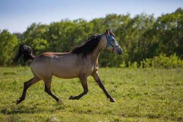 Obraz na płótnie Canvas Young stallion gallops in the meadows