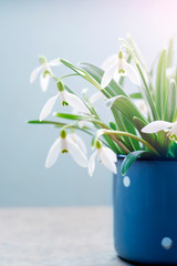 Spring white snowdrops in a vintage blue mug. Spring time