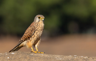 Bird of Prey Common Kestrel