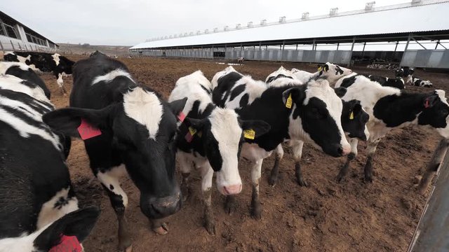 Cows walk in the barnyard