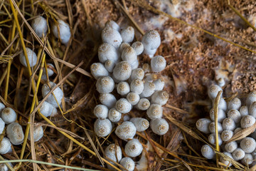 Fresh termite mushroom growing from the soil in the green forest. Termite Hill mushroom (small). Class: Homobasidiomycetes .Fresh Termite mushroom for cooking. Termite Mushroom Grow on fram.
