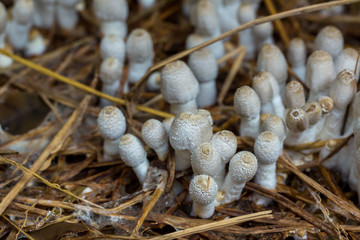 Fresh termite mushroom growing from the soil in the green forest. Termite Hill mushroom (small). Class: Homobasidiomycetes .Fresh Termite mushroom for cooking. Termite Mushroom Grow on fram.