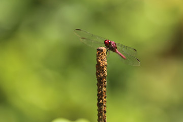 Libélula - dragonfly - libelinha - lava-bunda