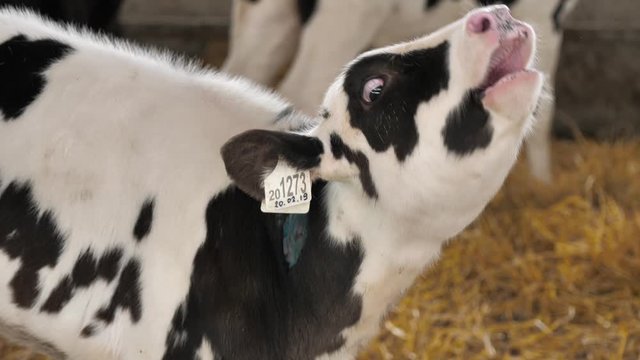 Calf looking at camera and Moo, video with sound