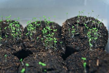 many young green sprouts came out of the ground. seedlings in a container in a greenhouse