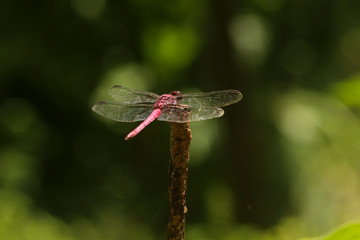 Libélula - dragonfly - libelinha - lava-bunda