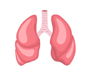 Lungs, vector illustration of EPS 10. Human internal organs.