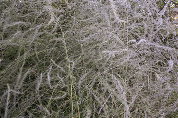 background image on the subject of nature